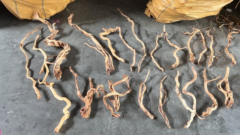 Διακόσμηση ενυδρείου με driftwood, ρίζα Azalea, μακριά κλαδιά και χαρακτική ρίζας — φυσικό στυλ τροπικού δάσους