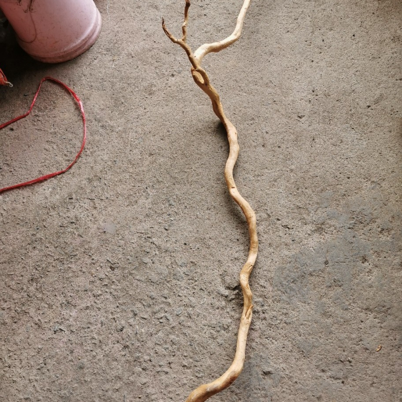 Διακόσμηση ενυδρείου με driftwood, ρίζα Azalea, μακριά κλαδιά και χαρακτική ρίζας — φυσικό στυλ τροπικού δάσους