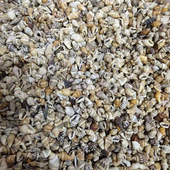 Conchii decorative mici, aproximativ 1 cm, vânzare după greutate