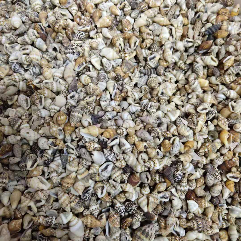 Conchii decorative mici, aproximativ 1 cm, vânzare după greutate