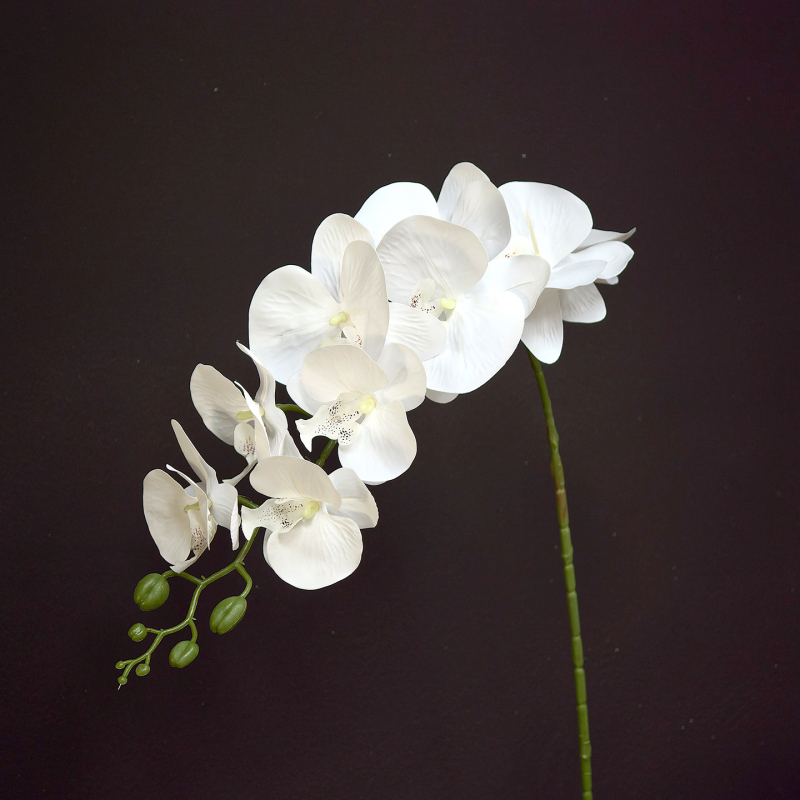 Bijeli buket od satnih cvjetova Phalaenopsis za kućnu dekoraciju