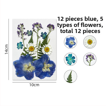 Forget-me-not suché kvety - súprava na lisované kvetinové umenie, nástennú dekoráciu, vákuovo balené
