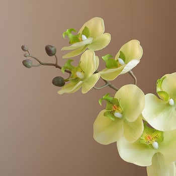 Umetna orhideja Phalaenopsis s mokrim efektom, visokokvalitetnim filmskim premazom, dekoracija za dom i hotelske showroome