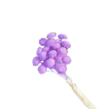 Vječno cvijeće: Gypsophila zvjezdasti cvijet – mini DIY materijal za aranžiranje sa staklenim poklopcem i akrilom za kućnu dekoraciju