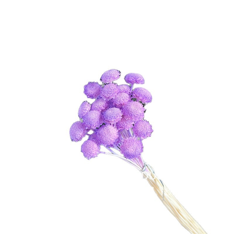 Vječno cvijeće: Gypsophila zvjezdasti cvijet – mini DIY materijal za aranžiranje sa staklenim poklopcem i akrilom za kućnu dekoraciju
