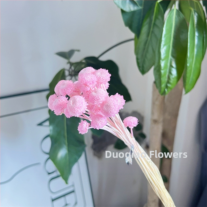 Večne kvety – Gypsophila hviezdový kvet – mini DIY materiál na kvetinový aranžmán s skleneným krytom a akrylom pre domáce dekorácie