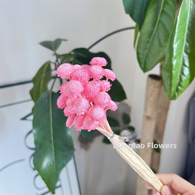 Večne kvety – Gypsophila hviezdový kvet – mini DIY materiál na kvetinový aranžmán s skleneným krytom a akrylom pre domáce dekorácie