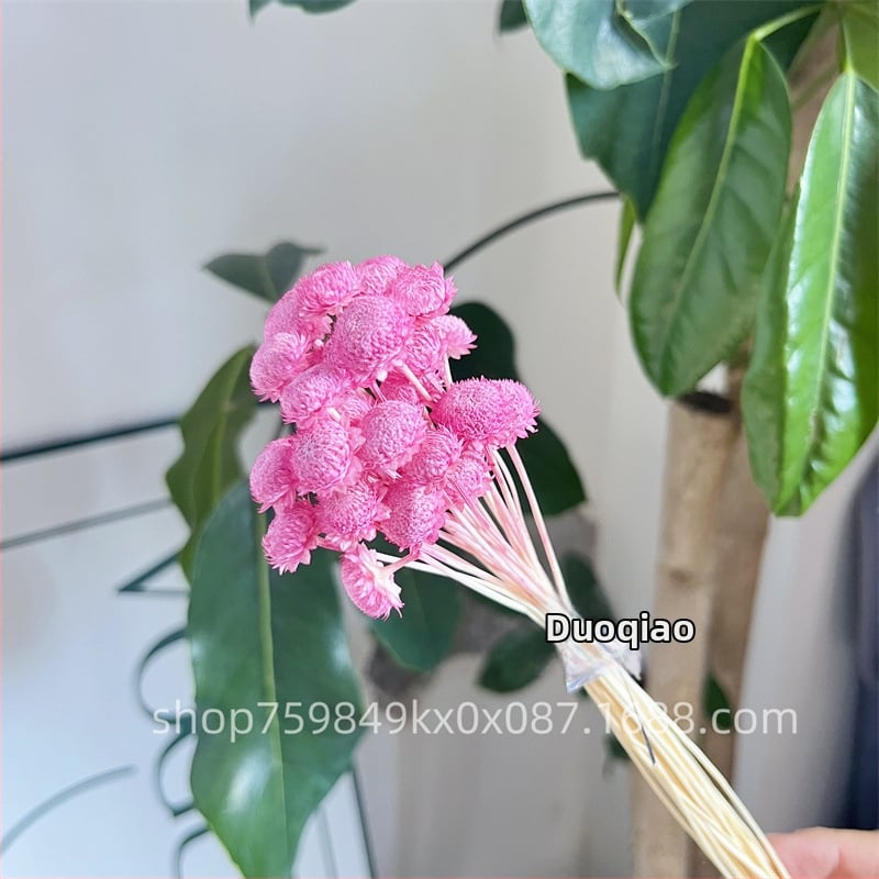 Večne kvety – Gypsophila hviezdový kvet – mini DIY materiál na kvetinový aranžmán s skleneným krytom a akrylom pre domáce dekorácie