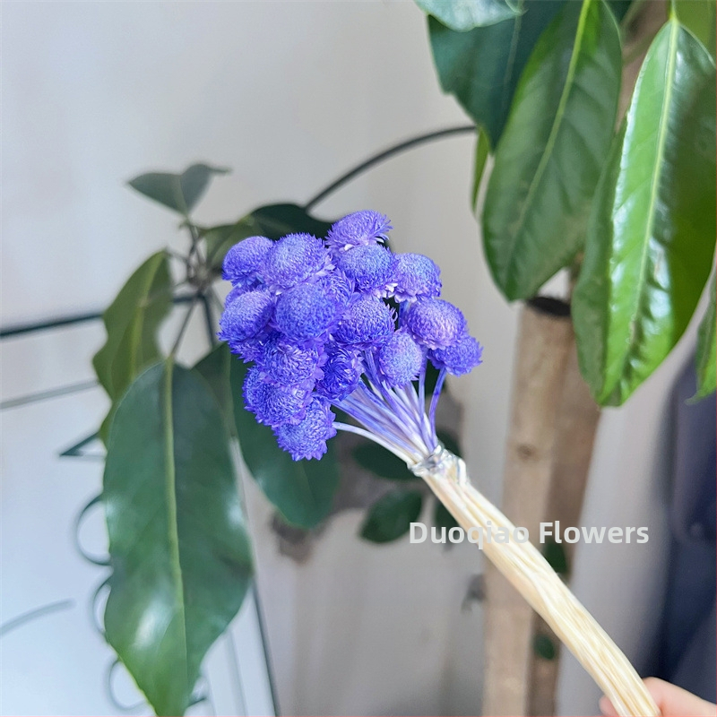 Večne kvety – Gypsophila hviezdový kvet – mini DIY materiál na kvetinový aranžmán s skleneným krytom a akrylom pre domáce dekorácie
