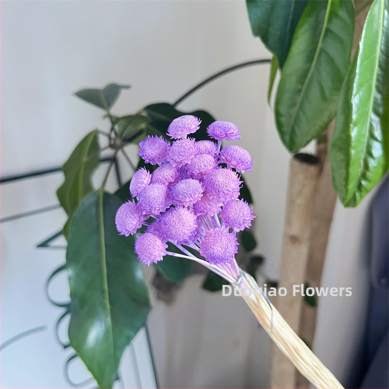 Večne kvety – Gypsophila hviezdový kvet – mini DIY materiál na kvetinový aranžmán s skleneným krytom a akrylom pre domáce dekorácie
