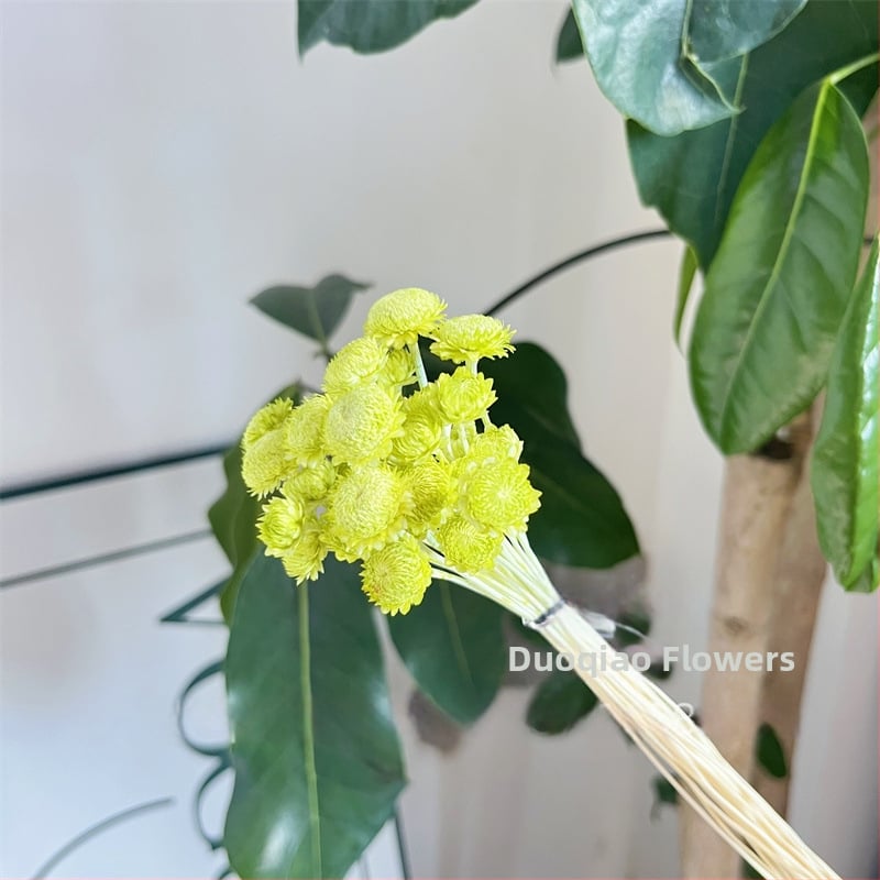 Večne kvety – Gypsophila hviezdový kvet – mini DIY materiál na kvetinový aranžmán s skleneným krytom a akrylom pre domáce dekorácie