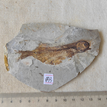 Prirodni fragment fosilne ribe iz Liaoxi-Juraski razdoblja — ukras za dječje geološko obrazovanje