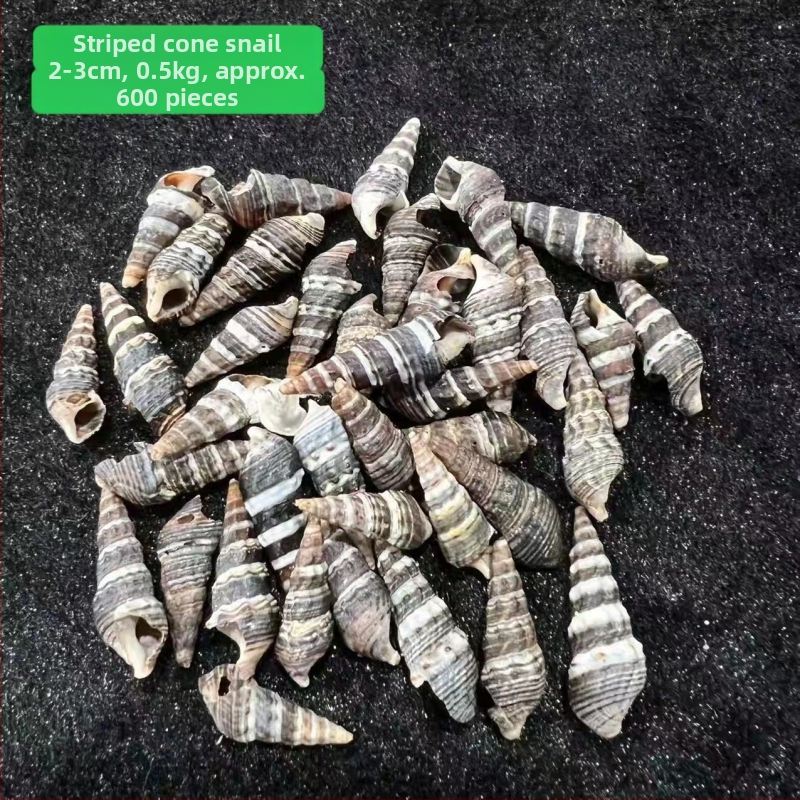 Stil mediteranean: scoici și stele de mare, lucrate manual, pentru decor