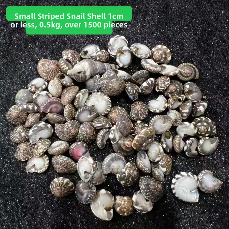 Stil mediteranean: scoici și stele de mare, lucrate manual, pentru decor