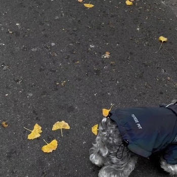 Vodootporna jakna za pse za vanjsku upotrebu — veličine Velika, Srednja, Mala