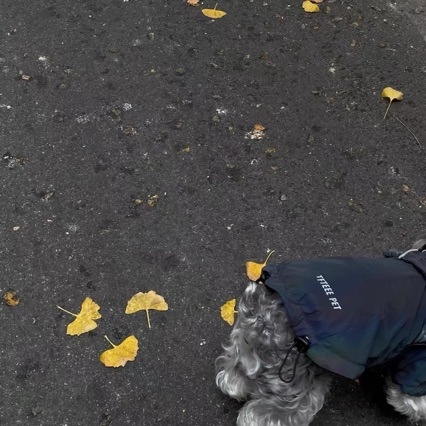 Vodootporna jakna za pse za vanjsku upotrebu — veličine Velika, Srednja, Mala