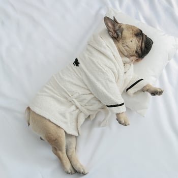 Absorbentni psi ogrtač-ručnik za male pse - French Bulldog, Pug, Corgi