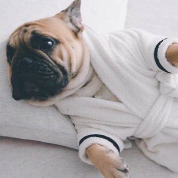 Absorbentni psi ogrtač-ručnik za male pse - French Bulldog, Pug, Corgi