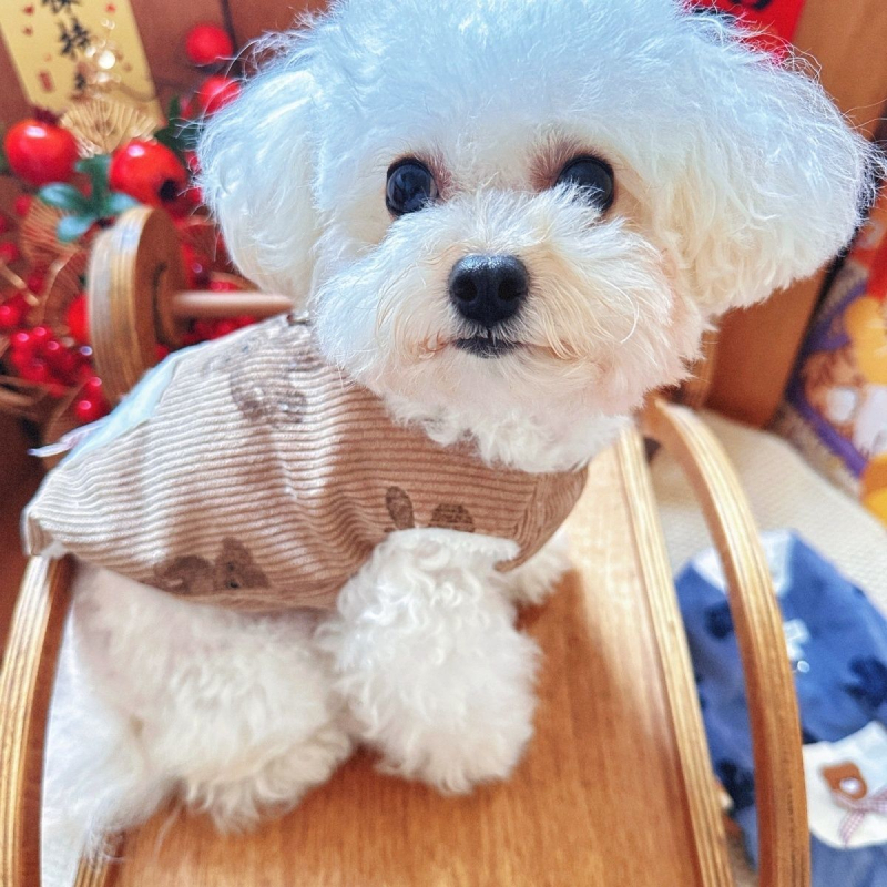 Jesenska i zimska odjeća za pse: pamuk kaput i vest s povodcem za male pasmine poput Teddy, Bichon Frisé, Pomeranian, Schnauzer