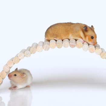 Set za hamster pejzaž: drvena ljestvica za penjanje, ograda, ljuljačka, mek hodnik i luk za hamster