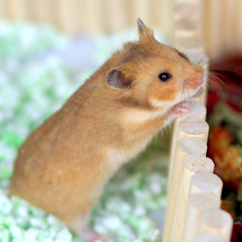 Set za hamster pejzaž: drvena ljestvica za penjanje, ograda, ljuljačka, mek hodnik i luk za hamster
