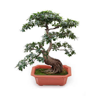 Pravokutni plastični lonci za bonsai i vrt – velike i male