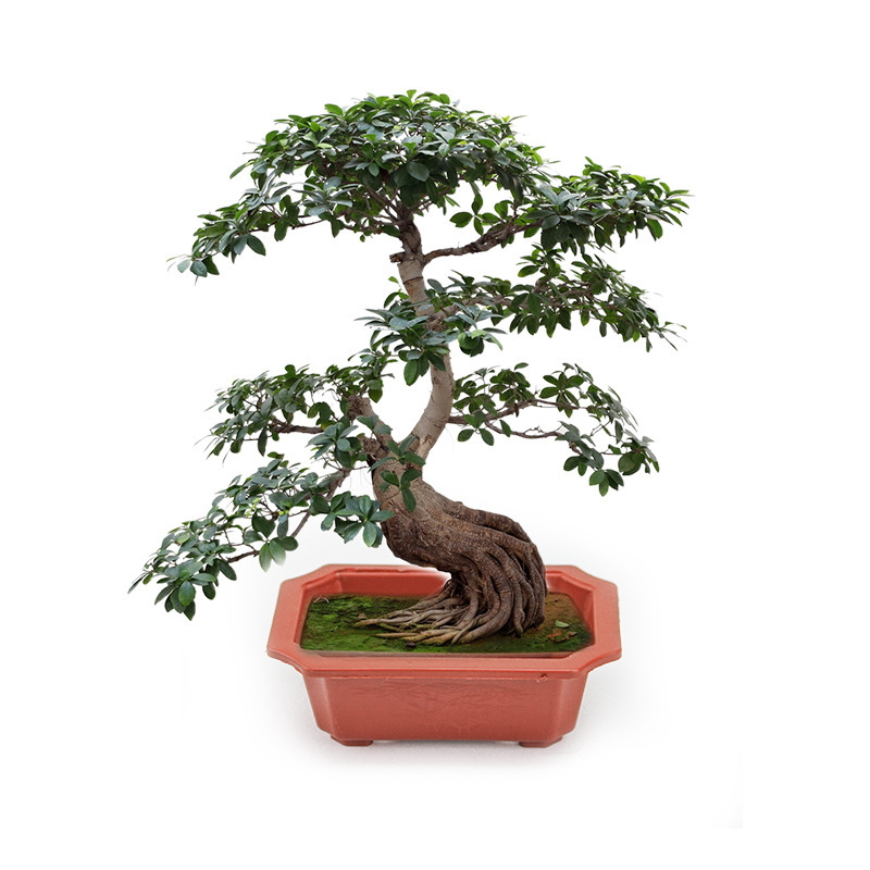 Pravokutni plastični lonci za bonsai i vrt – velike i male