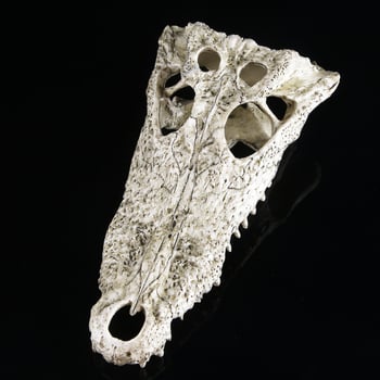 Dekor za akvarij: lubanje dinosaura, krokodila i ovce s podvodnim biljnim pejzažem, veličina 21×7×11 cm