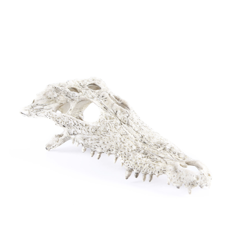Dekor za akvarij: lubanje dinosaura, krokodila i ovce s podvodnim biljnim pejzažem, veličina 21×7×11 cm