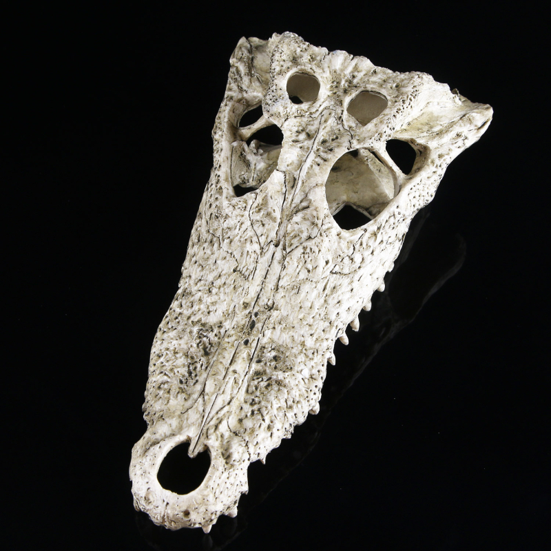 Dekor za akvarij: lubanje dinosaura, krokodila i ovce s podvodnim biljnim pejzažem, veličina 21×7×11 cm