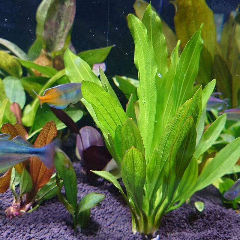 Zelene žive vodene biljke za akvarij s devet kruna – žive, velike listove, mini devet kruna, pakiranje 10 komada, duljina 20–28 cm