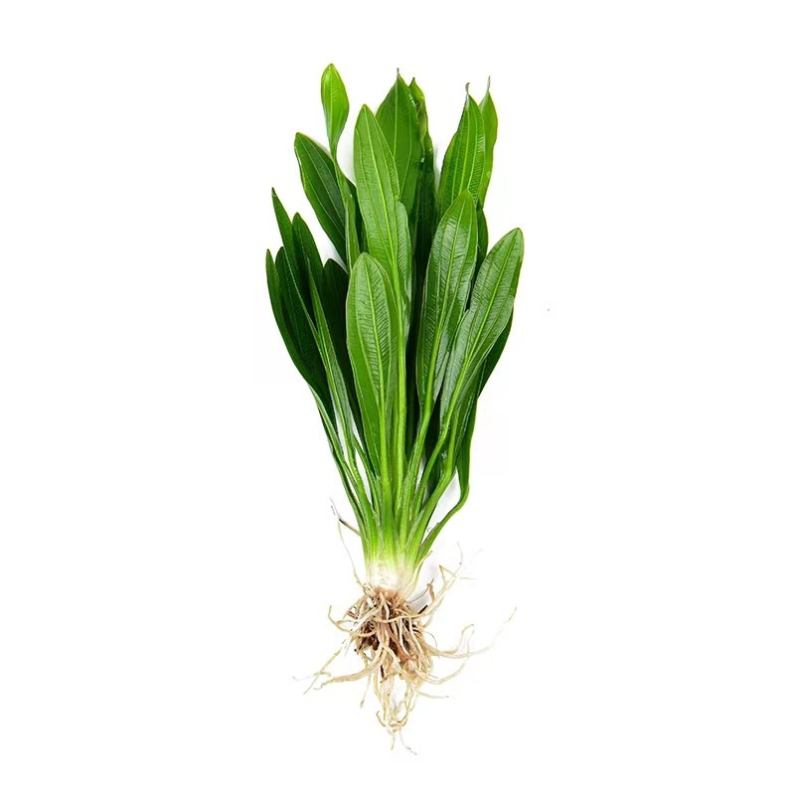 Zelene žive vodene biljke za akvarij s devet kruna – žive, velike listove, mini devet kruna, pakiranje 10 komada, duljina 20–28 cm