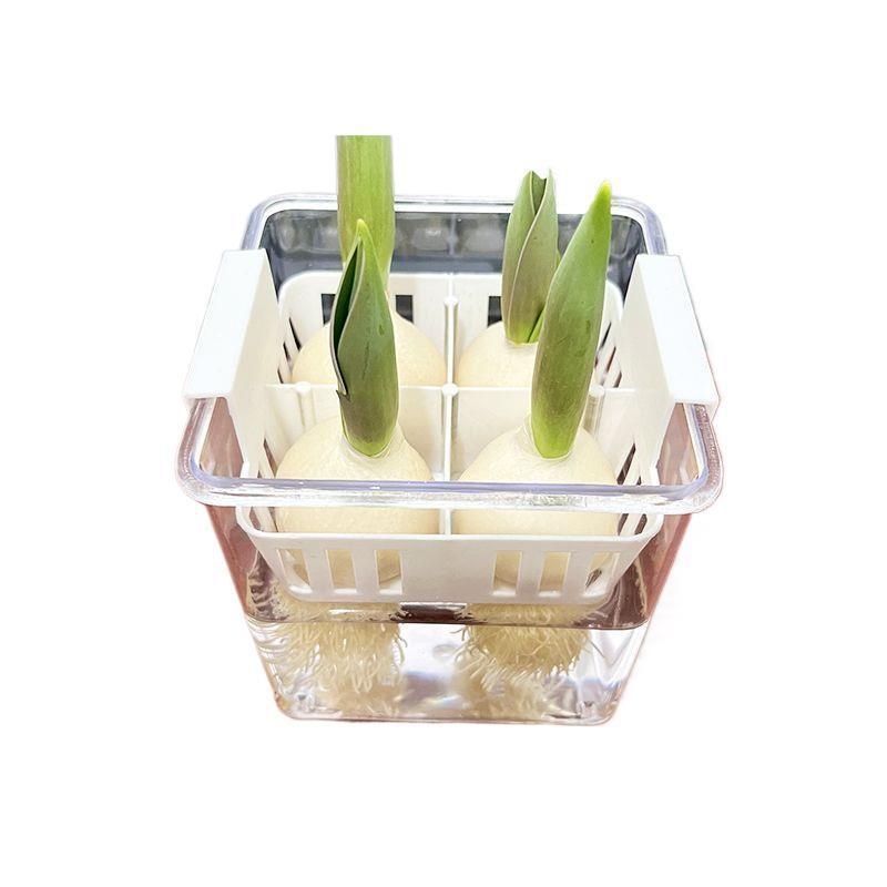 Ghiveci hidroponic pentru lalele, vază transparentă din rășină, coș de plantare din plastic, bulbi de lalele pentru cultură în apă