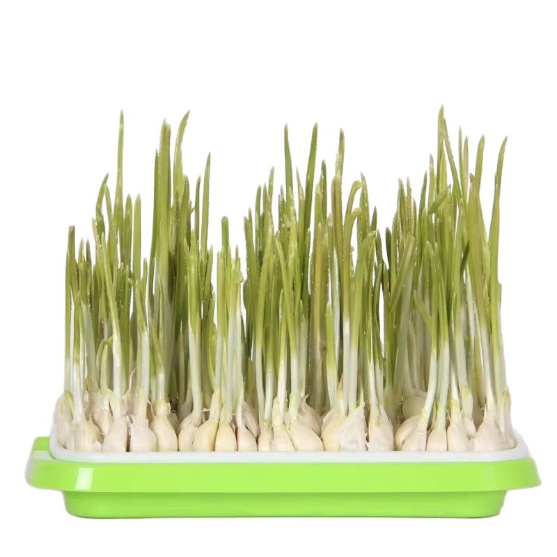 Ghivece de balcon pentru usturoi, cultivare hidroponică