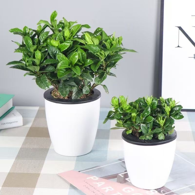 Ghiveci mare din rășină pentru hidroponie, cu absorbție automată a apei – pothos, design minimalist