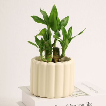 Ghiveci ceramic, stil nordic, compact pentru balcon interior