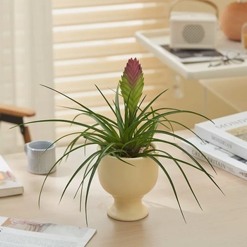 Ghiveci ceramic în stil nordic pentru birou și plante de interior