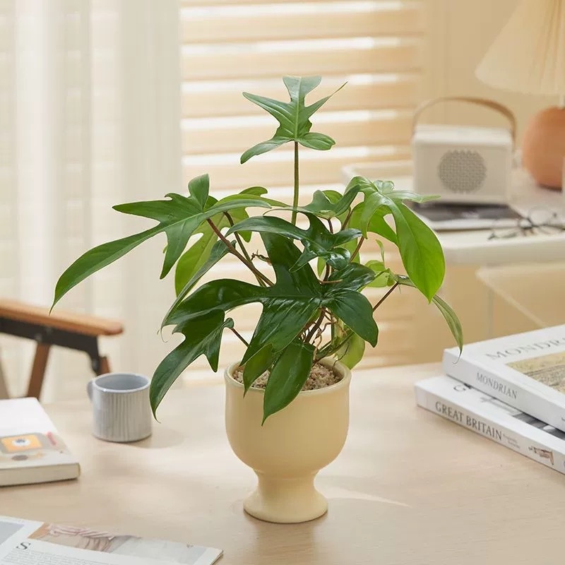 Ghiveci ceramic în stil nordic pentru birou și plante de interior