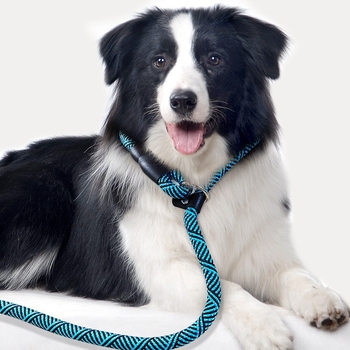 Vodič za trening psa i ovratnik za štence, za pse od malih do velikih pasmina — Border Collie, Golden Retriever, Corgi