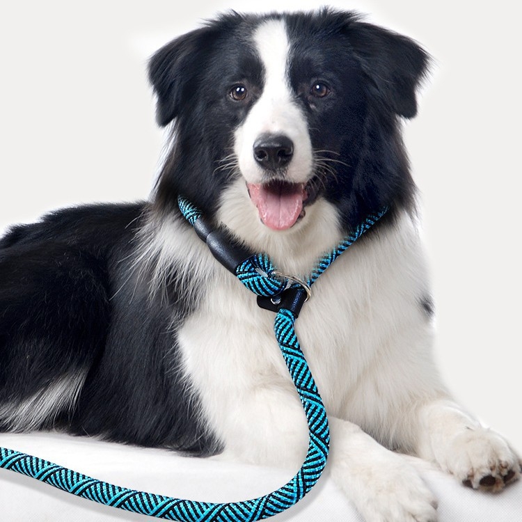 Vodič za trening psa i ovratnik za štence, za pse od malih do velikih pasmina — Border Collie, Golden Retriever, Corgi