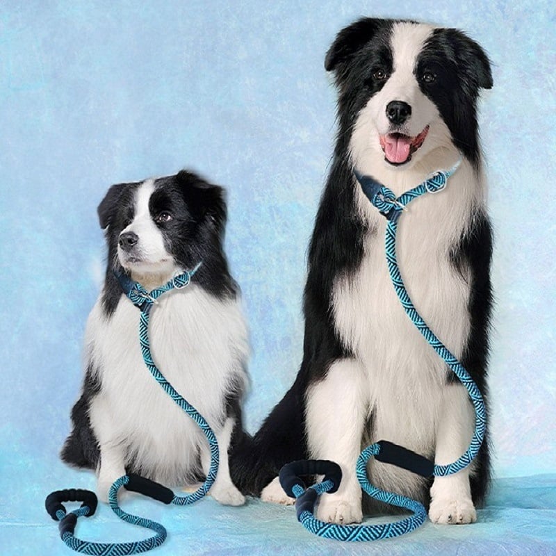 Vodič za trening psa i ovratnik za štence, za pse od malih do velikih pasmina — Border Collie, Golden Retriever, Corgi