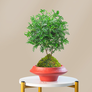 Ghiveci ceramic hidropnic cu bilă de mușchi, design chinezesc, pentru birou, cu suport