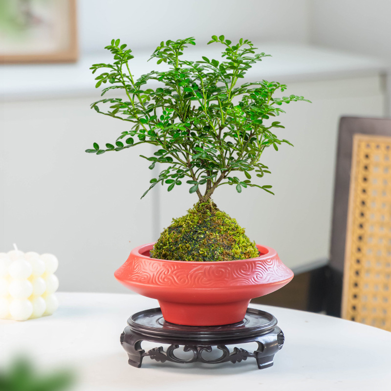Ghiveci ceramic hidropnic cu bilă de mușchi, design chinezesc, pentru birou, cu suport