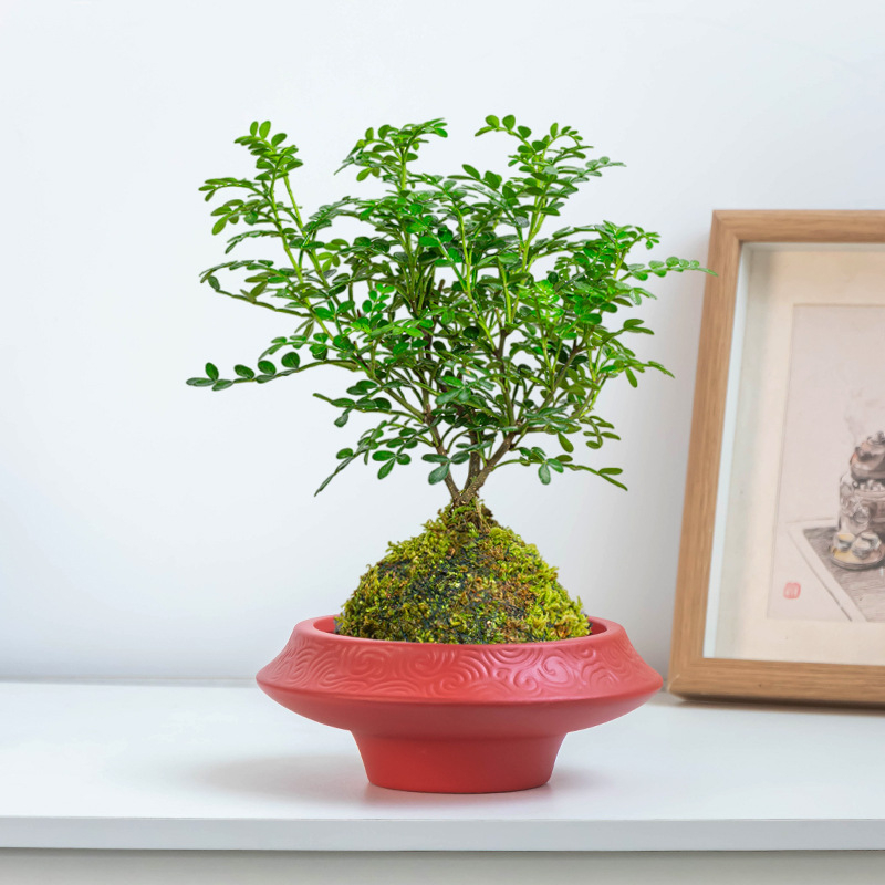 Ghiveci ceramic hidropnic cu bilă de mușchi, design chinezesc, pentru birou, cu suport