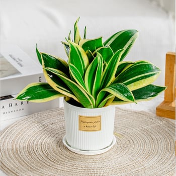 Ghiveci din rășină simplu, aspect ceramic, alb, cu farfurie, pentru plantele de birou și suculente