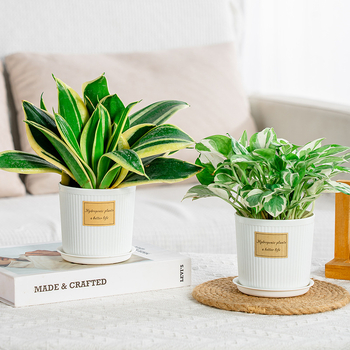 Ghiveci din rășină simplu, aspect ceramic, alb, cu farfurie, pentru plantele de birou și suculente
