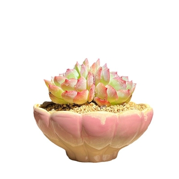 Ghiveci ceramic cu diametru mare pentru suculente, design lotus în cluster, aranjament cu o singură plantă