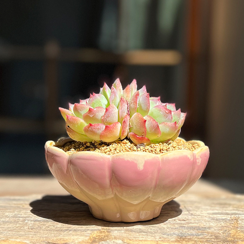 Ghiveci ceramic cu diametru mare pentru suculente, design lotus în cluster, aranjament cu o singură plantă