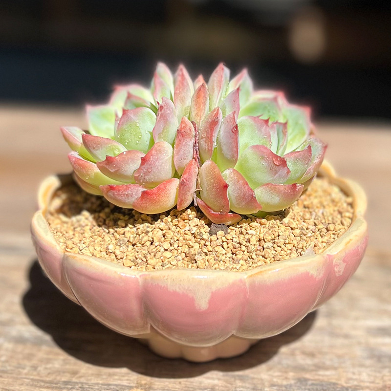 Ghiveci ceramic cu diametru mare pentru suculente, design lotus în cluster, aranjament cu o singură plantă