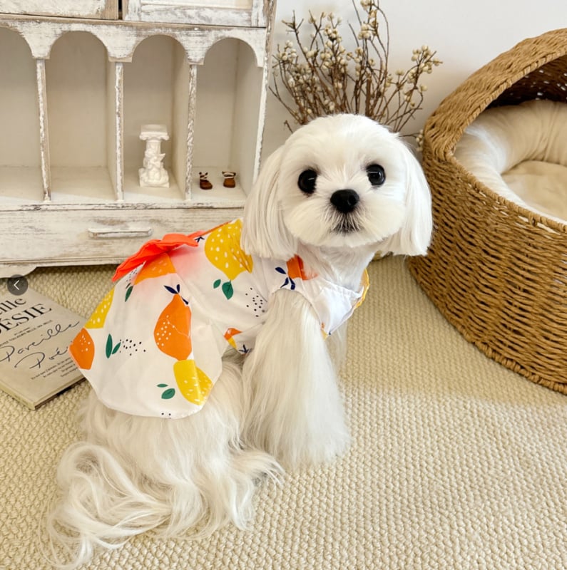 Rochie florală primăvară-vară pentru câini și pisici, cu funda